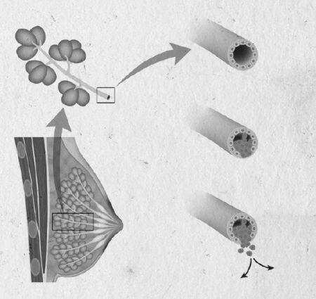 Девочка. Девушка. Женщина Девочка. Девушка. Женщина