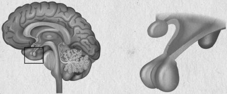 Девочка. Девушка. Женщина Девочка. Девушка. Женщина