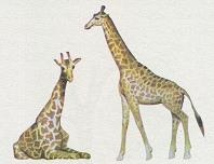 Последний окножираф Последний окножираф