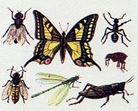 Последний окножираф Последний окножираф