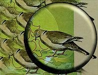 Последний окножираф Последний окножираф