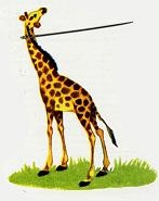 Последний окножираф Последний окножираф