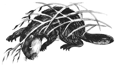 Торпи Торпи