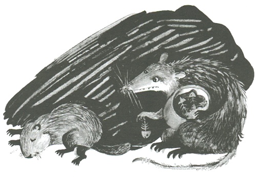 Торпи Торпи