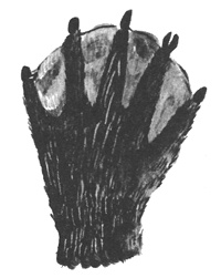 Торпи Торпи