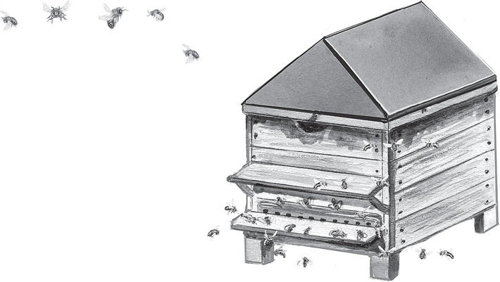 Русский лес. С вопросами и ответами для почемучек