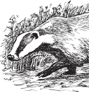 Русский лес. С вопросами и ответами для почемучек