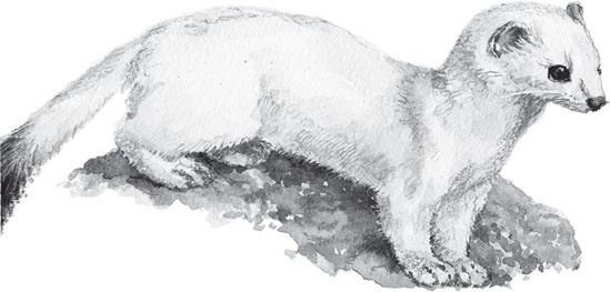 Русский лес. С вопросами и ответами для почемучек