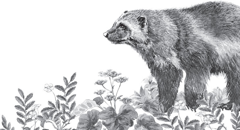 Русский лес. С вопросами и ответами для почемучек