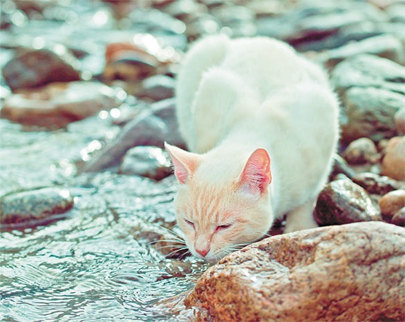 Необыкновенные истории для друзей Любавы Необыкновенные истории для друзей Любавы