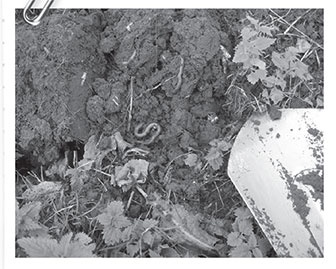 Секреты доброй почвы для чудо-урожая Секреты доброй почвы для чудо-урожая