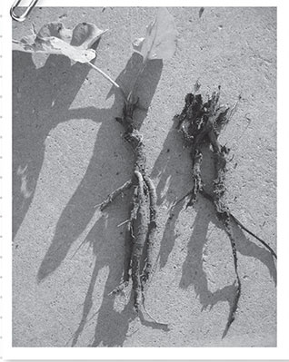 Секреты доброй почвы для чудо-урожая