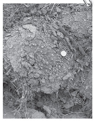 Секреты доброй почвы для чудо-урожая