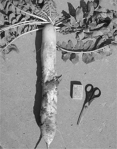 Секреты доброй почвы для чудо-урожая