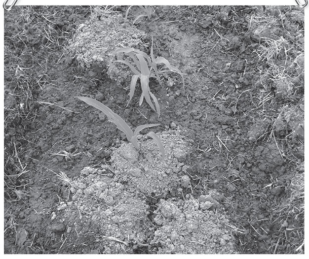 Секреты доброй почвы для чудо-урожая