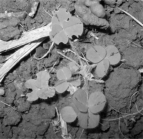 Секреты доброй почвы для чудо-урожая