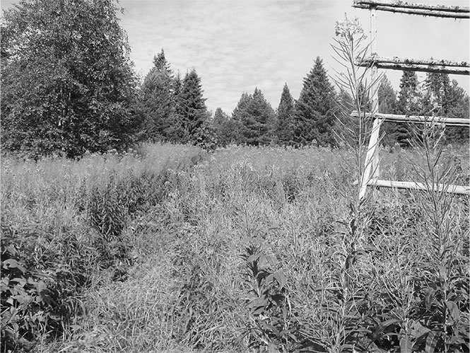 Секреты доброй почвы для чудо-урожая Секреты доброй почвы для чудо-урожая