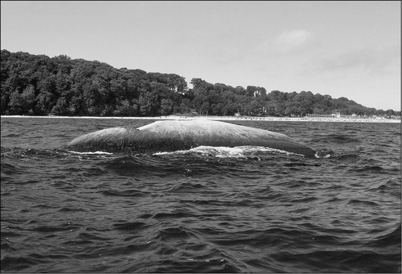 Предания Синих камней Предания Синих камней