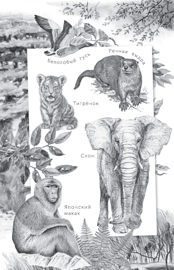 Мои питомцы. С вопросами и ответами для почемучек Мои питомцы. С вопросами и ответами для почемучек