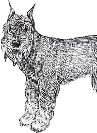 Мои питомцы. С вопросами и ответами для почемучек