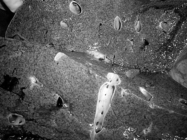 Маломобильный пациент Маломобильный пациент