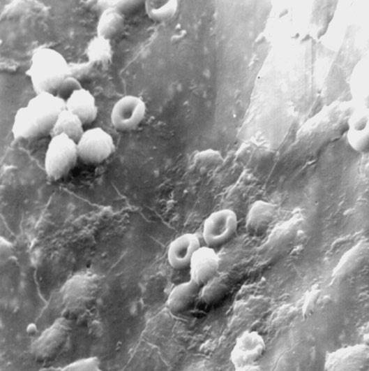 100 великих тайн человека