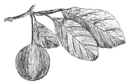 Слива, терн, алыча... Сорта, выращивание, календарь садовых работ