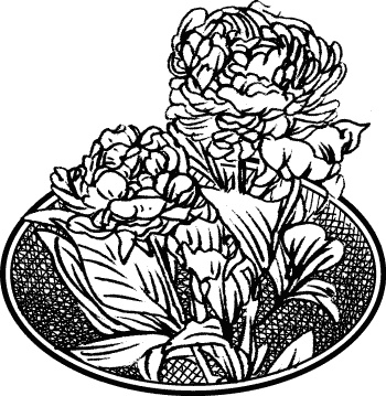 Английская лаванда