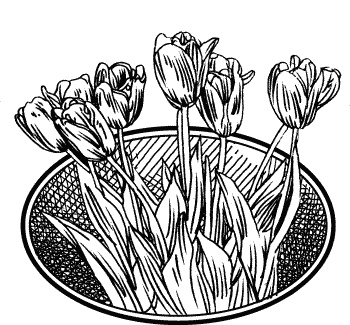 Английская лаванда