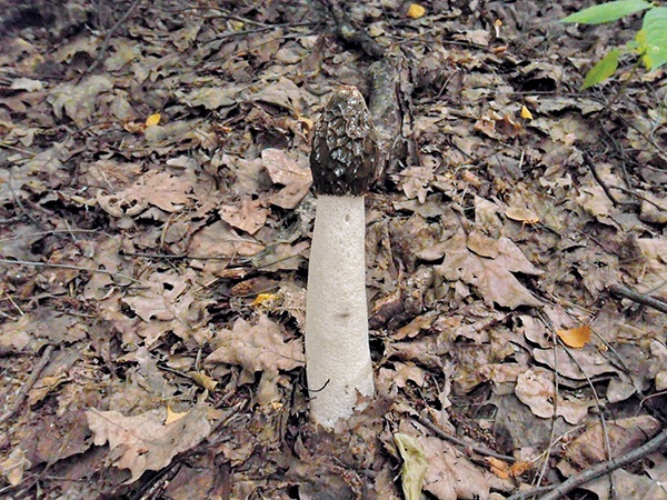 Грибы для молодости и красоты Грибы для молодости и красоты