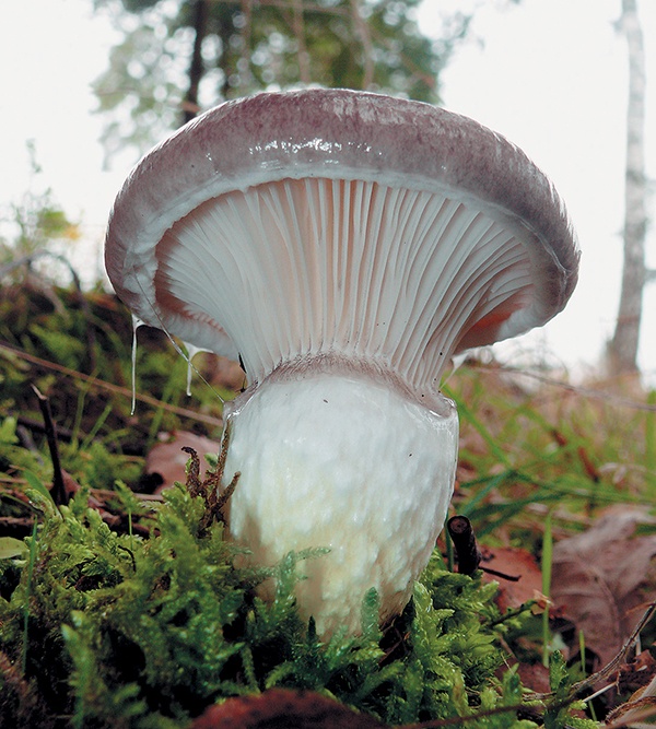 Грибы для молодости и красоты Грибы для молодости и красоты