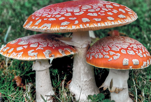 Грибы для молодости и красоты Грибы для молодости и красоты