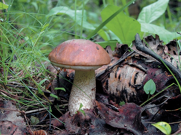 Грибы для молодости и красоты Грибы для молодости и красоты