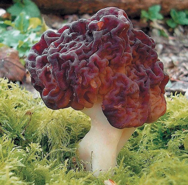 Грибы для молодости и красоты Грибы для молодости и красоты