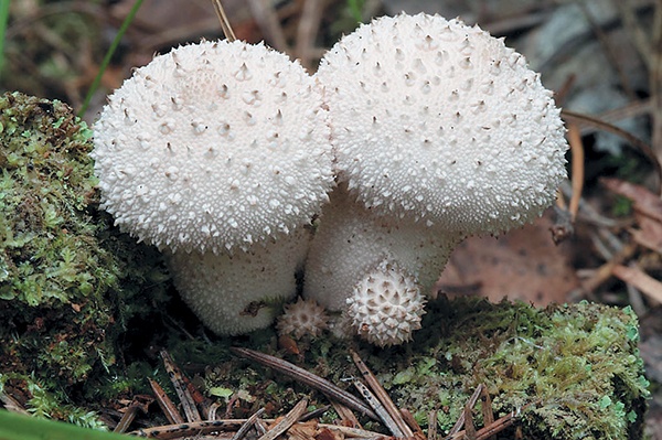 Грибы для молодости и красоты Грибы для молодости и красоты