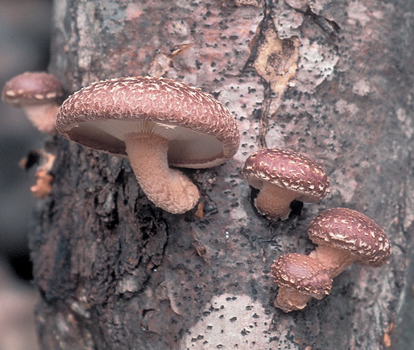 Грибы для молодости и красоты Грибы для молодости и красоты