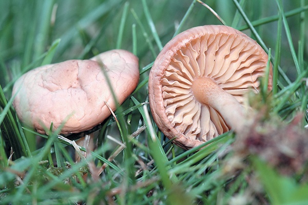 Грибы для молодости и красоты Грибы для молодости и красоты