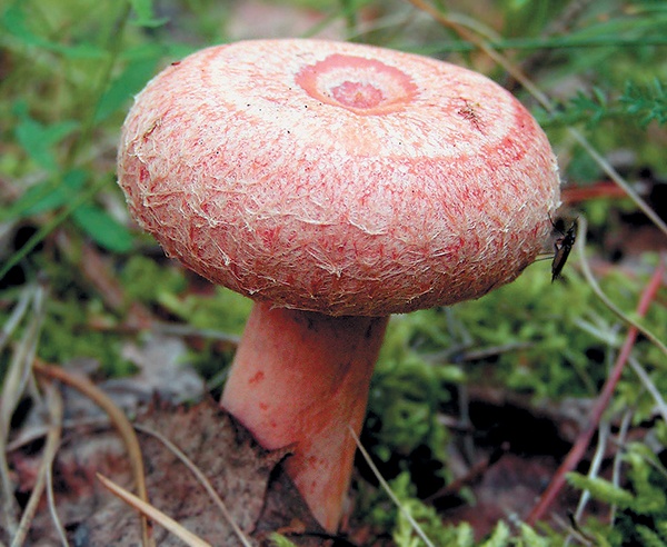 Грибы для молодости и красоты Грибы для молодости и красоты