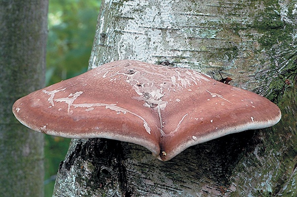 Грибы для молодости и красоты Грибы для молодости и красоты