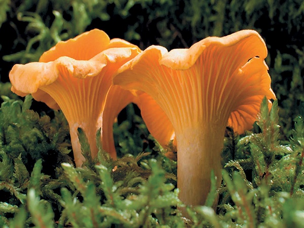 Грибы для молодости и красоты Грибы для молодости и красоты