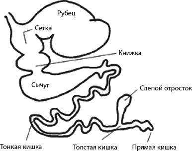 Страна коров