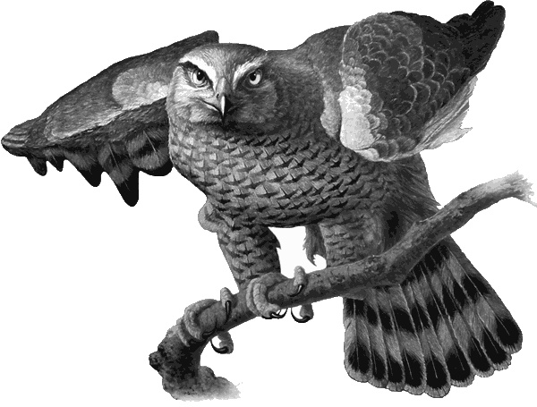 "Я" значит "ястреб" "Я" значит "ястреб"