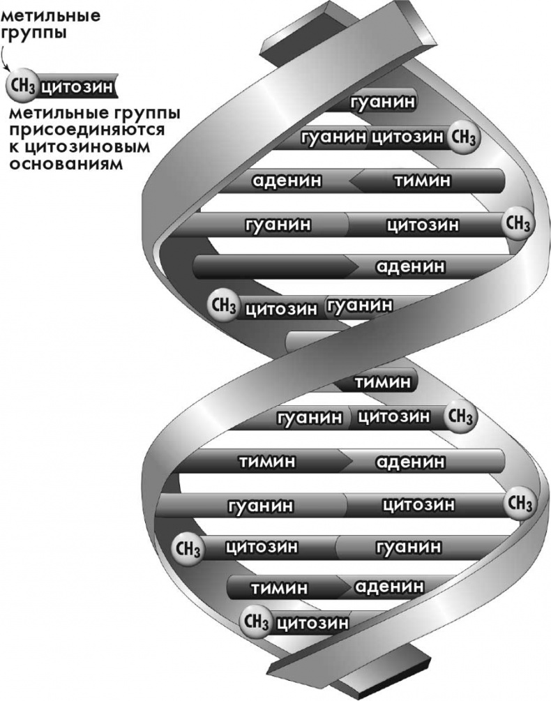 Супергены. На что способна твоя ДНК?