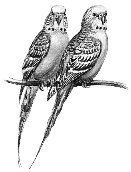 Мильтон и Булька Мильтон и Булька