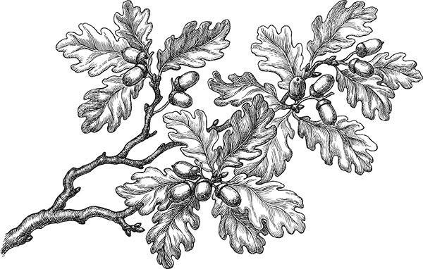 Мильтон и Булька Мильтон и Булька