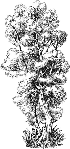 Мильтон и Булька Мильтон и Булька