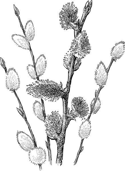 Мильтон и Булька Мильтон и Булька