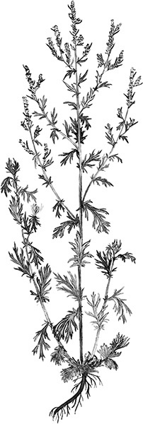 Мильтон и Булька Мильтон и Булька