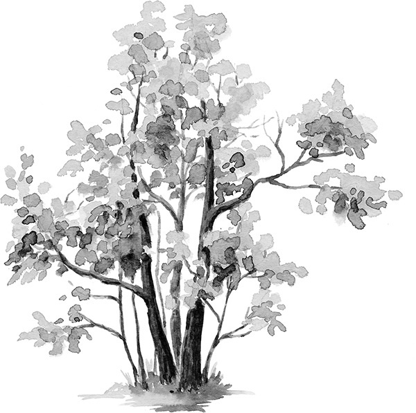 Мильтон и Булька Мильтон и Булька