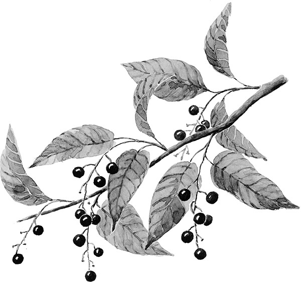 Мильтон и Булька Мильтон и Булька